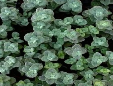 Δίκταμο: Το ελληνικό superfood – Δείτε τις ευεργετικές του ιδιότητες